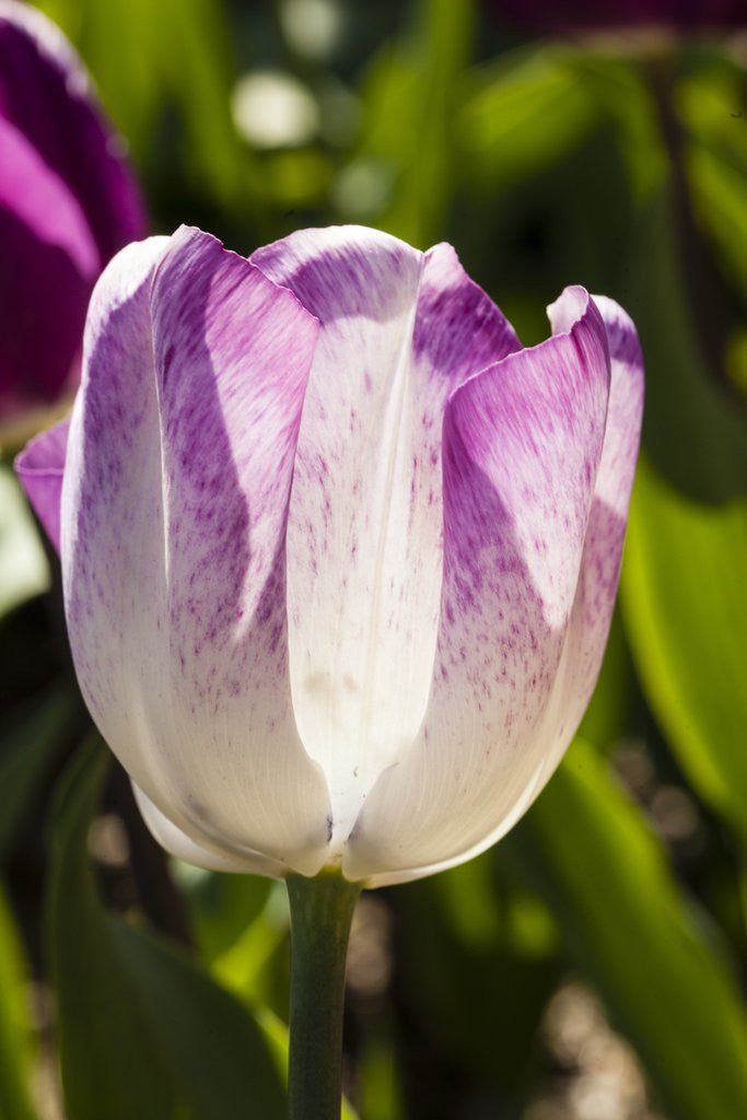 Detail of Purple Tulips in Bloom by Anonymous