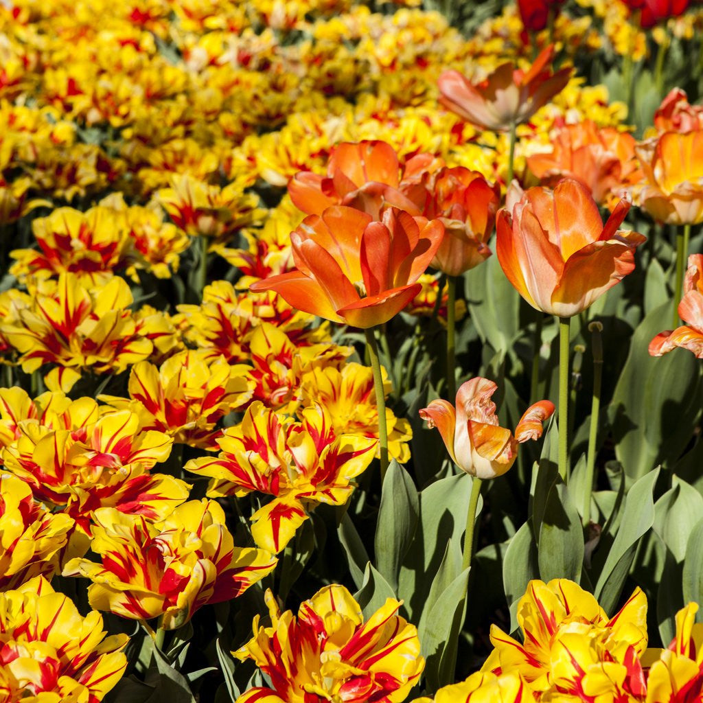 Detail of Yellow and Orange Tulips in Bloom by Anonymous