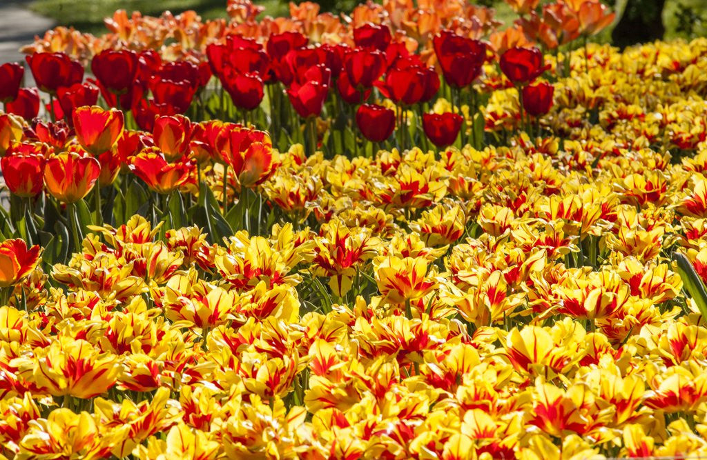 Detail of Yellow and Orange Tulips in Bloom by Anonymous