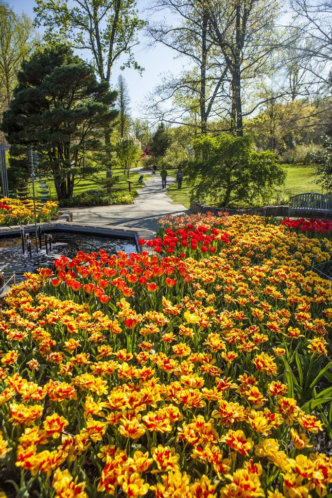 Detail of Yellow and Orange Tulips in Bloom by Anonymous