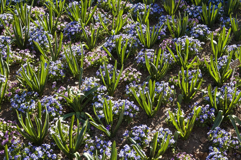 Detail of Pansy flowers and hyacinth leaves by Anonymous