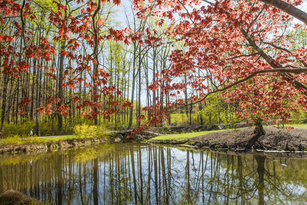 Detail of Japanese Maple and pond in spring by Anonymous