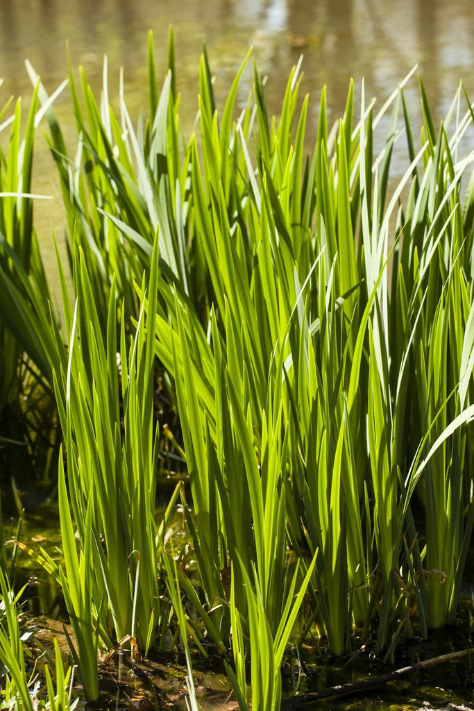 Detail of Crinum Lilies grow in pond by Anonymous