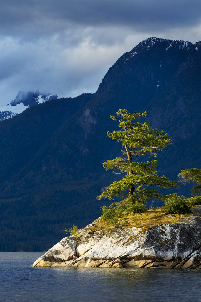Detail of Desolation Sound, BC, Canada by Anonymous