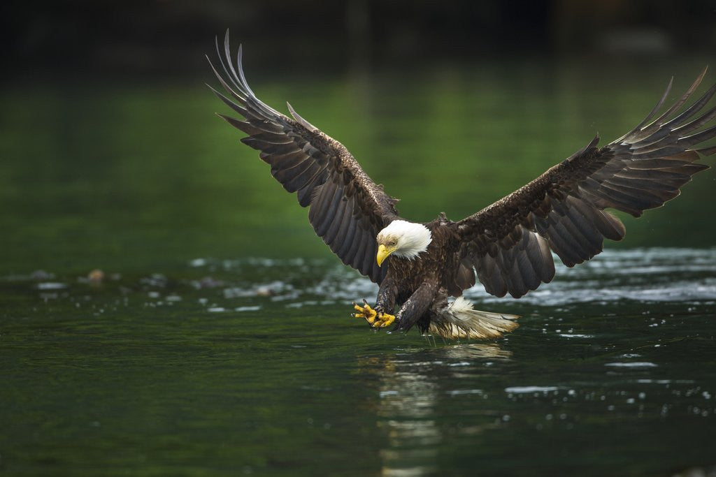 Detail of Bald Eagle, British Columbia, Canada by Anonymous