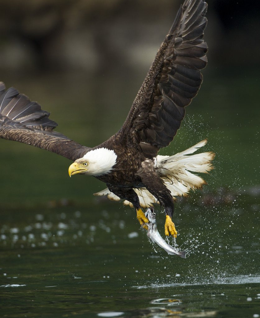 Detail of Bald Eagle, British Columbia, Canada by Corbis