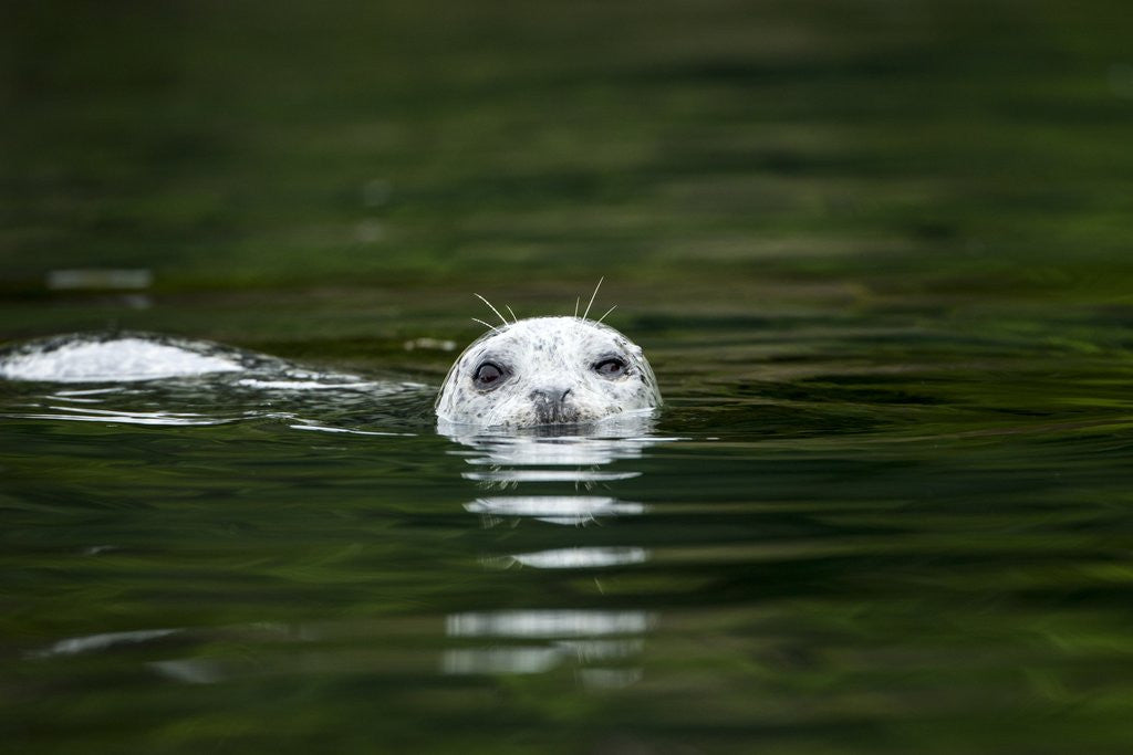 Detail of Harbor Seal, British Columbia, Canada by Anonymous