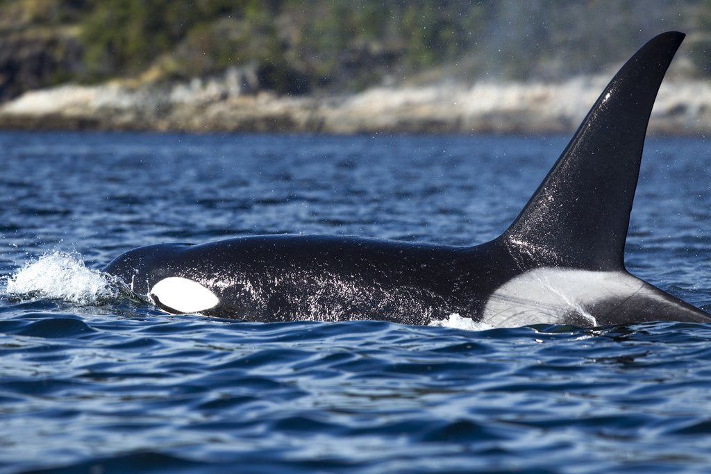 Detail of Killer Whale, BC, Canada by Anonymous