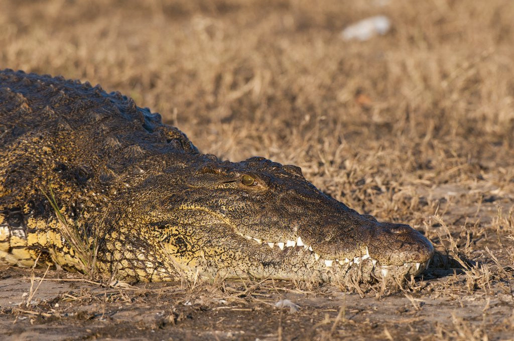 Detail of Nile Crocodile (Crocodylus niloticus) by Corbis