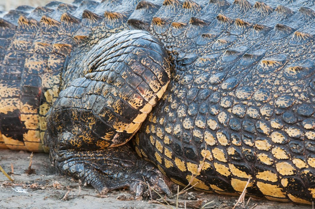Detail of Nile Crocodile (Crocodylus niloticus) by Anonymous