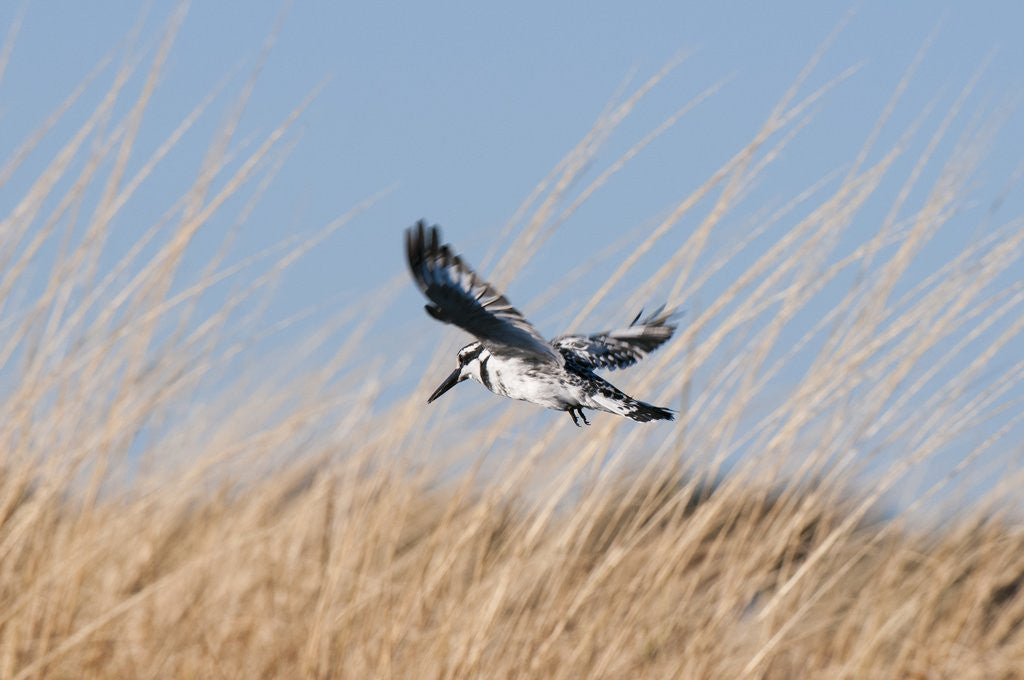 Detail of Pied Kingfisher (Ceryle rudis) by Anonymous