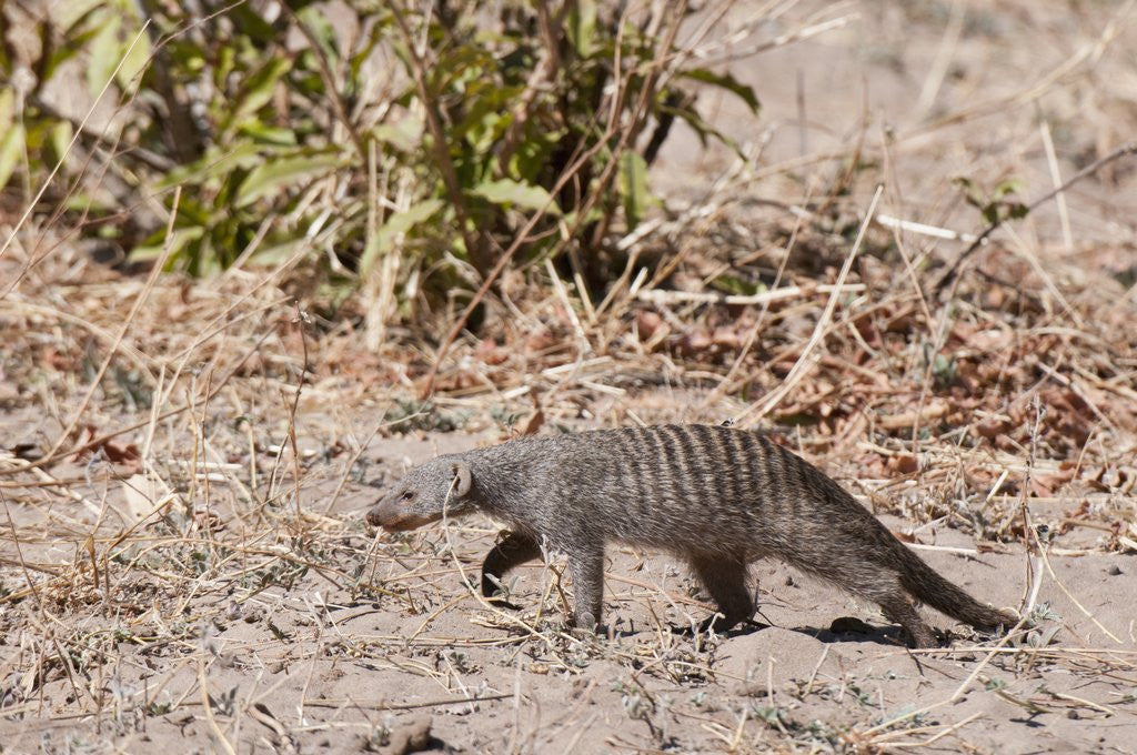 Detail of Banded Mongoose (Mungos mungo) by Anonymous