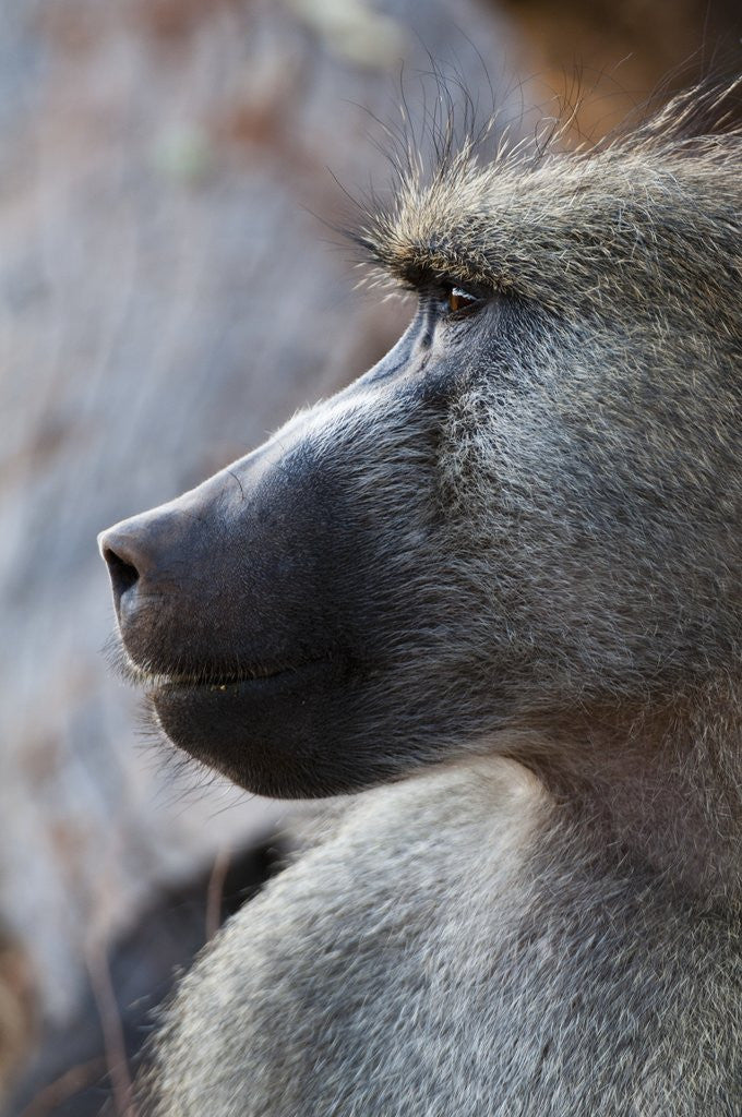 Detail of Chacma Baboon (Papio cynocephalus) by Anonymous