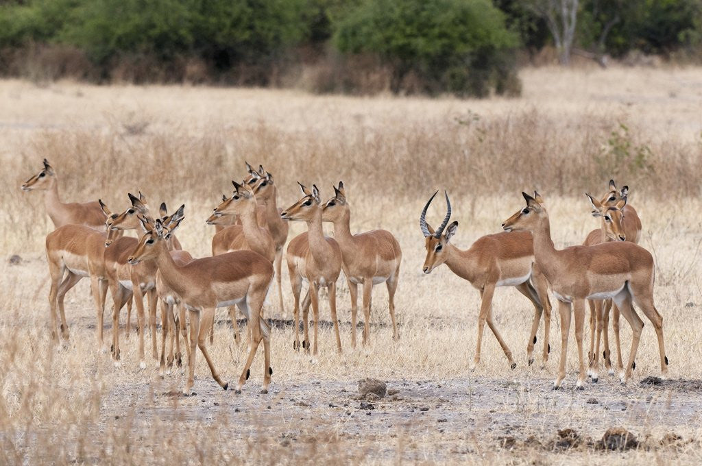 Detail of Impala (Aepyceros melampus) by Anonymous