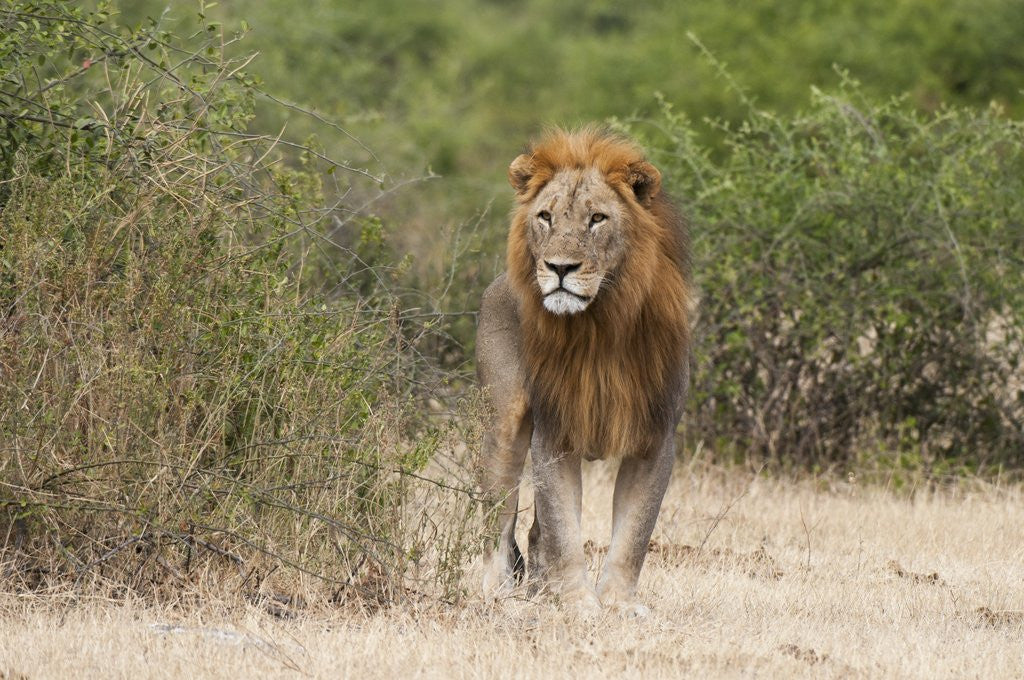 Detail of Lion (Panthera leo) by Anonymous