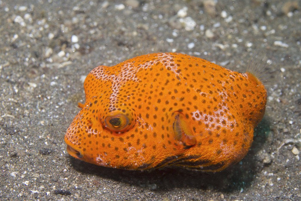 Detail of Star Puffer-juvenile by Anonymous