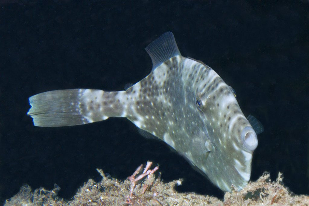 Detail of Strapweed Filefish by Anonymous