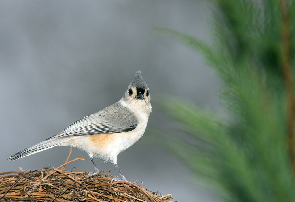 Detail of Tufted Titmouse by Anonymous