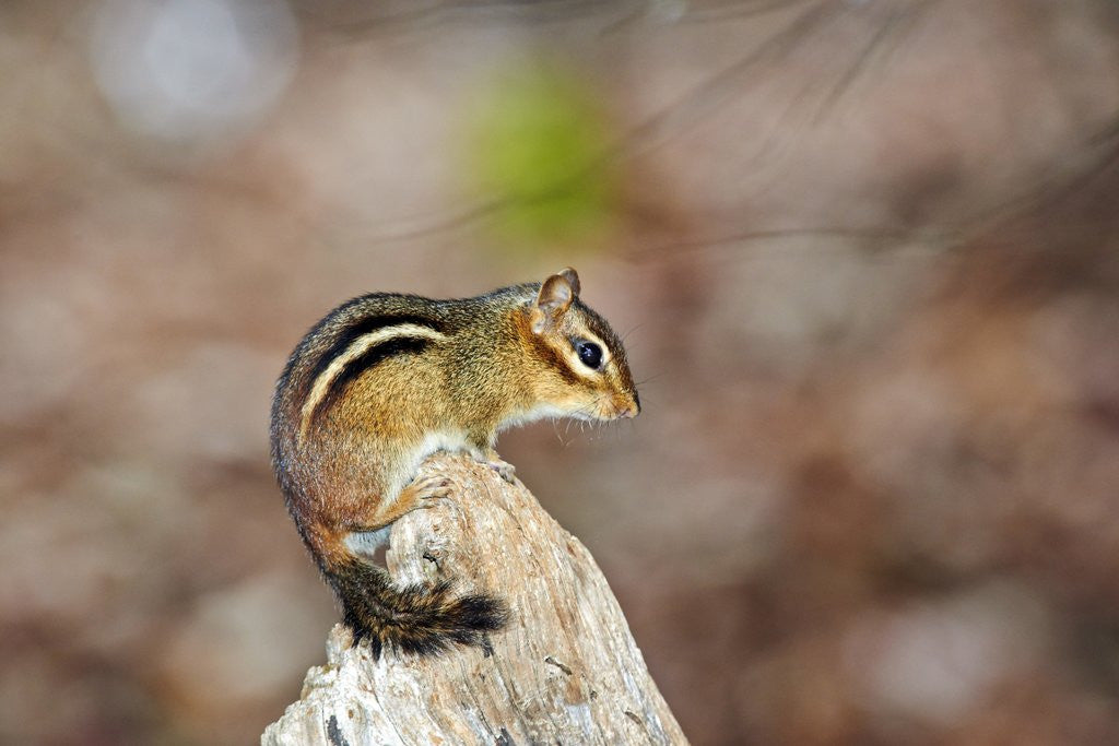 Detail of Eastern Chipmunk by Anonymous