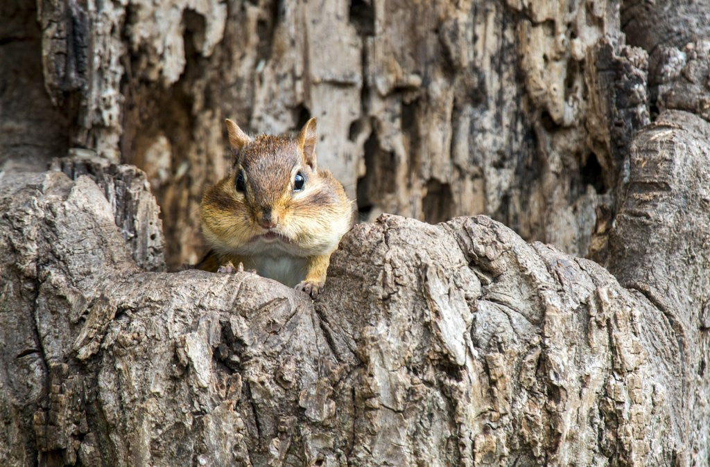 Detail of Eastern Chipmunk by Anonymous