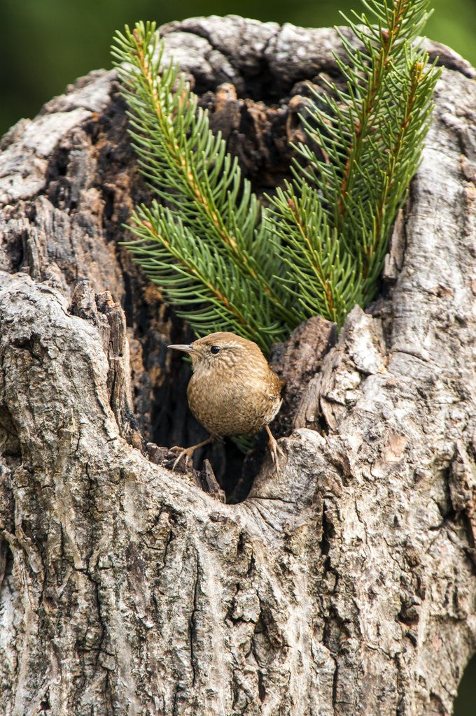 Detail of House Wren by Anonymous