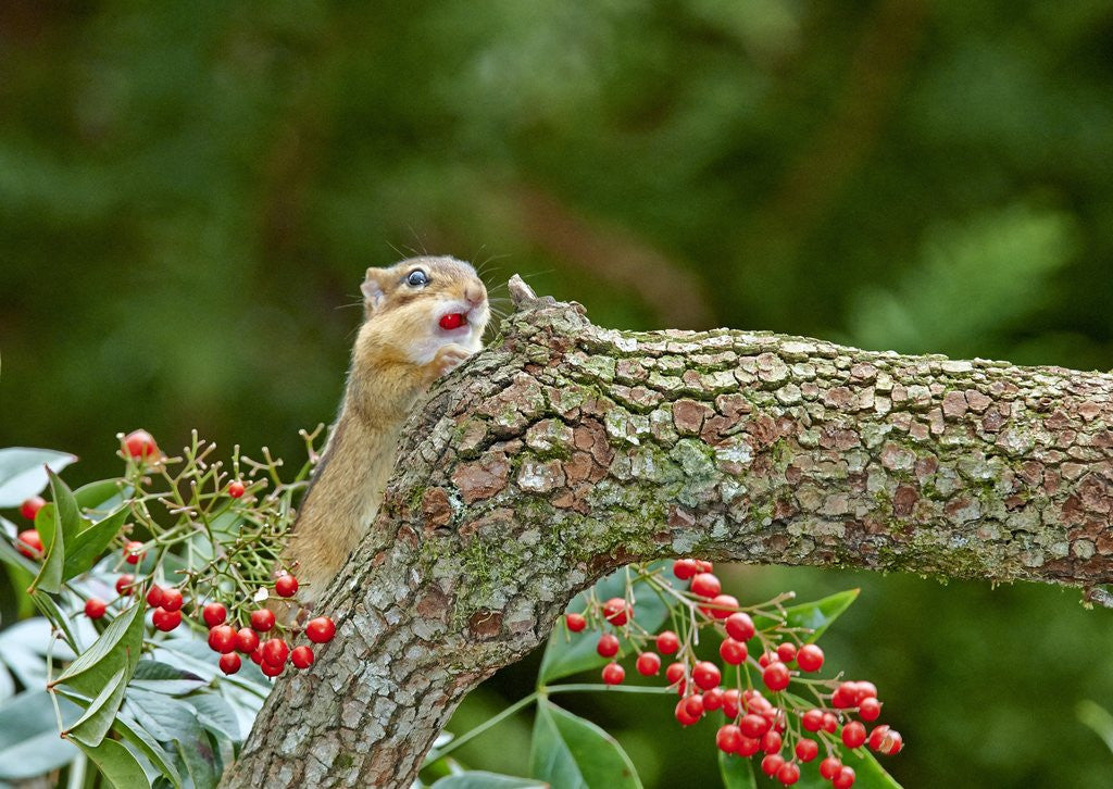Detail of Eastern Chipmunk by Anonymous