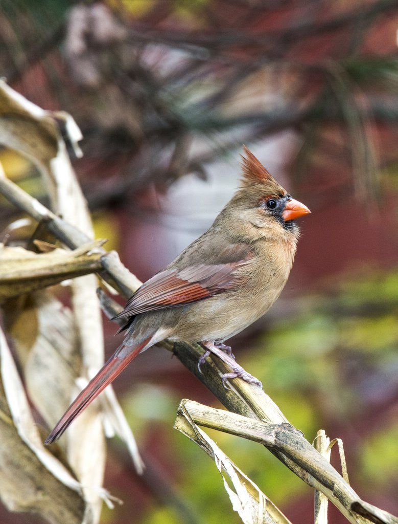 Detail of Northern Cardinal by Anonymous