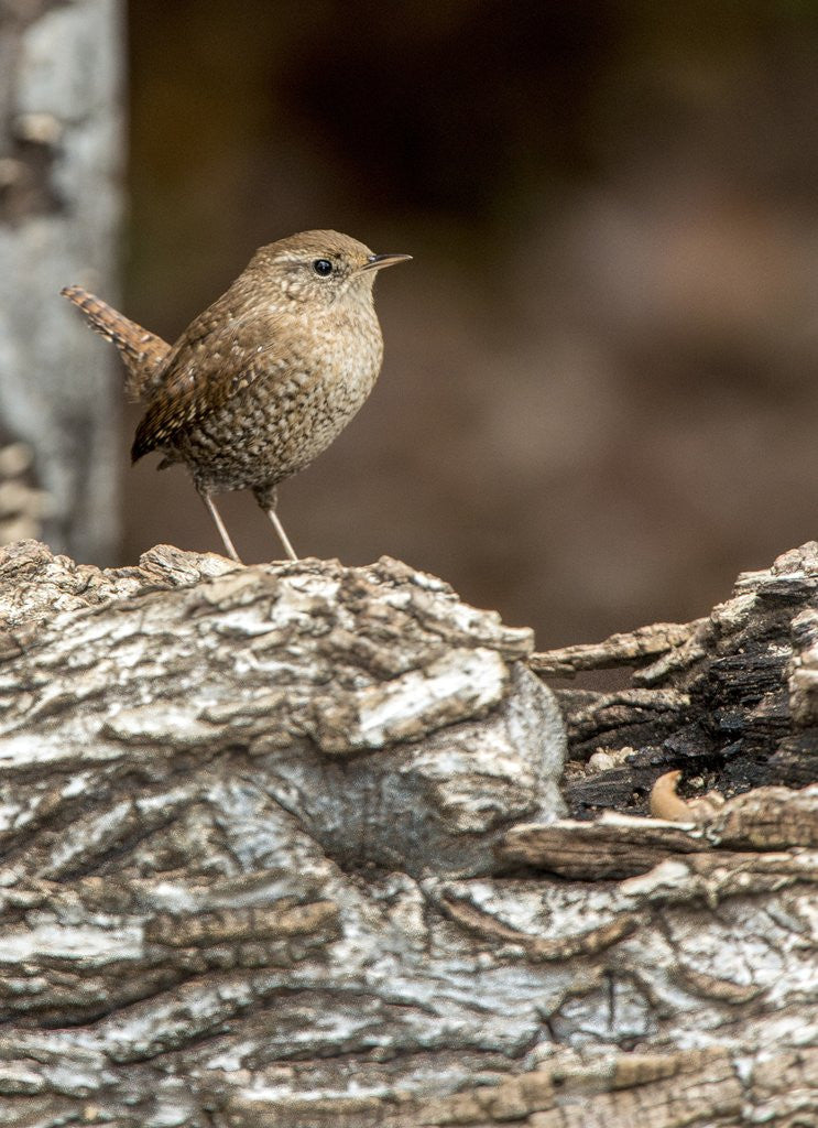 Detail of House Wren by Anonymous