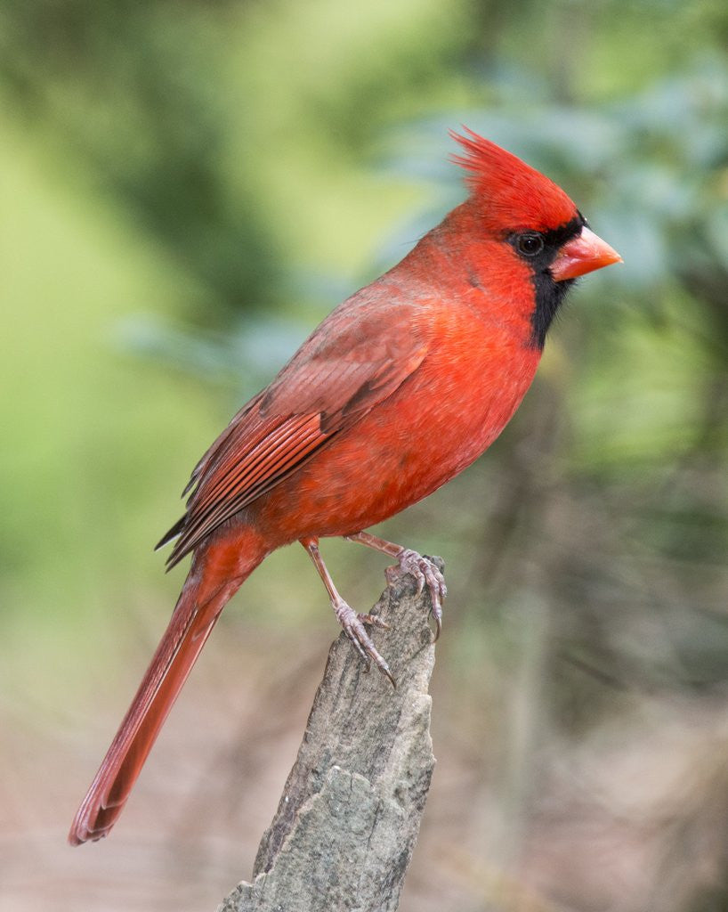 Detail of Northern Cardinal by Anonymous