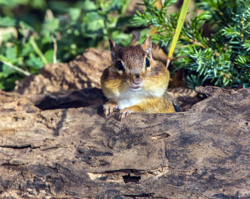 Detail of Eastern Chipmunk by Anonymous