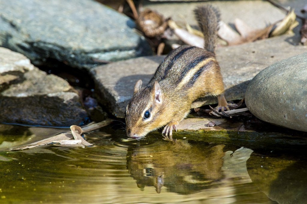 Detail of Eastern Chipmunk by Anonymous