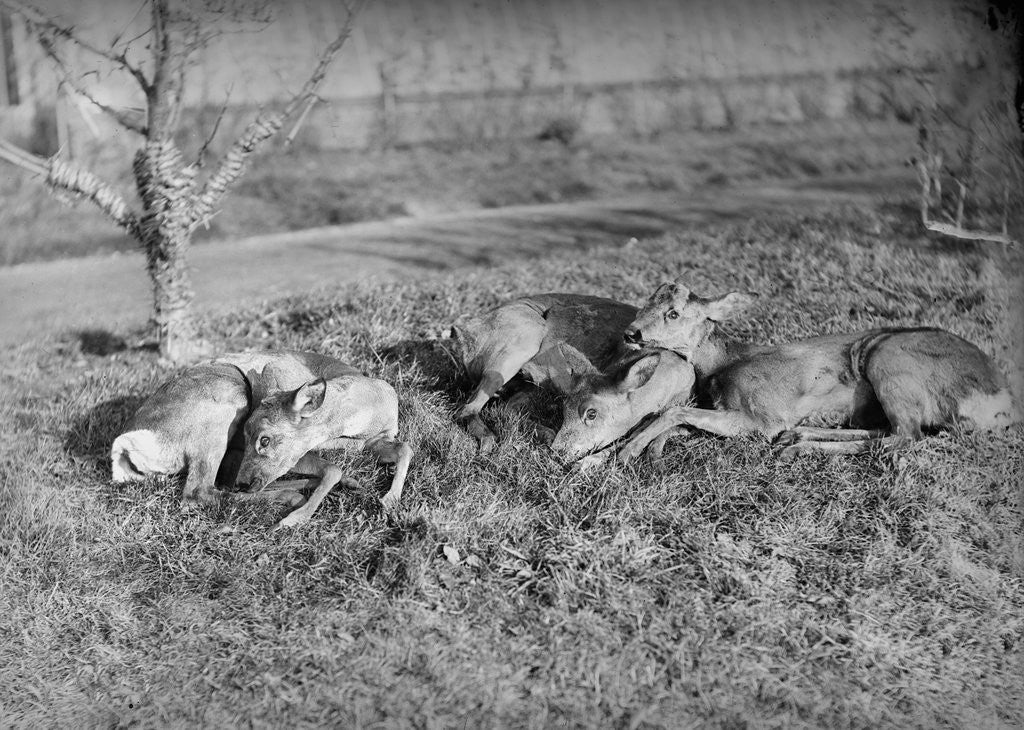Detail of Young deer lay in a field in Belgium, ca. 1900 by Anonymous