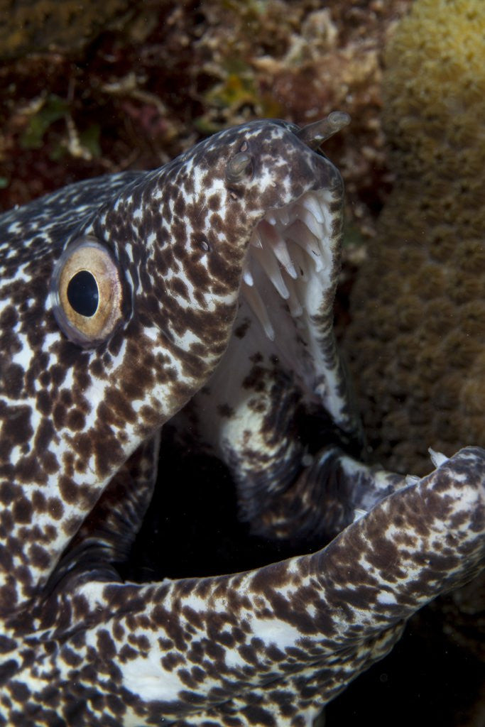 Detail of Spotted moray eel (Gymnothorax moringa) by Anonymous