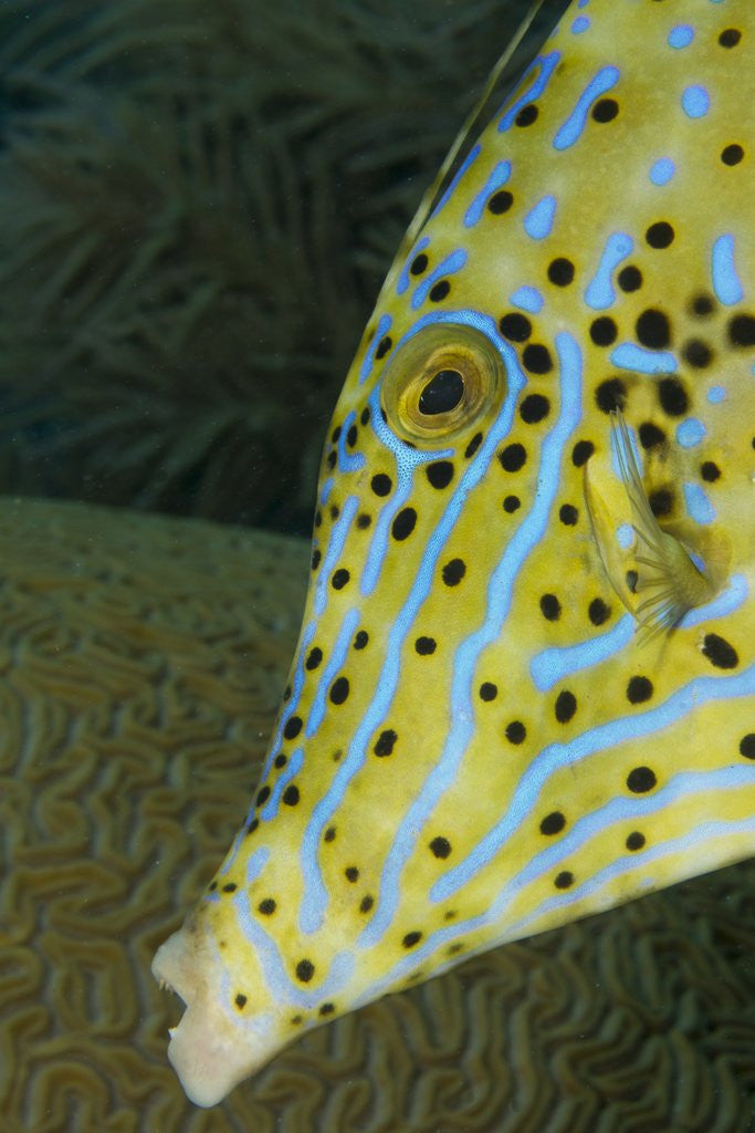 Detail of Face of Scrawled filefish (Aluterus scriptus) by Anonymous