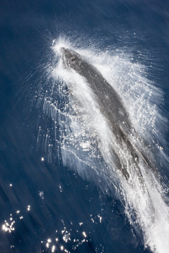 Detail of Speed of Pacific white-sided dolphin (lagenorhynchus obliquidens) by Anonymous