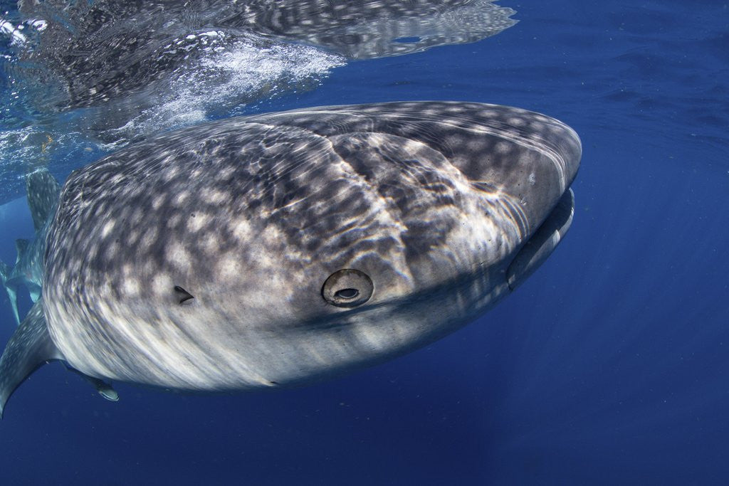 Detail of Whale shark (Rhincodon typus) by Anonymous