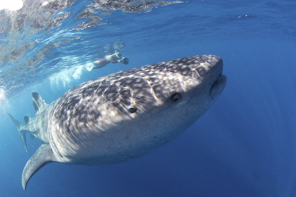 Detail of Whale shark (Rhincodon typus) by Anonymous