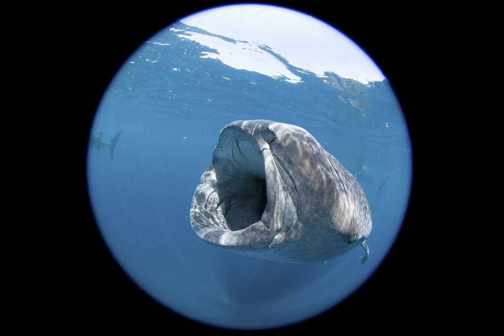 Detail of Whale shark (Rhincodon typus) by Anonymous