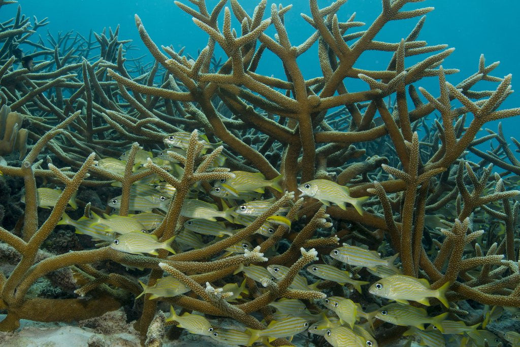 Detail of Schooling grunts in field of coral by Anonymous