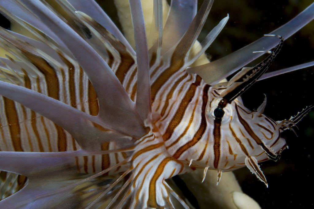 Detail of Close-up of Red lionfish (Pterois volitans) by Anonymous