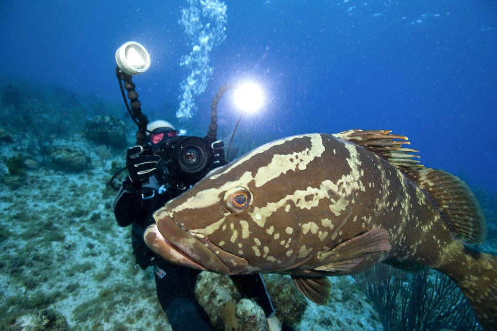 Detail of Photographer and Nassau Grouper by Anonymous