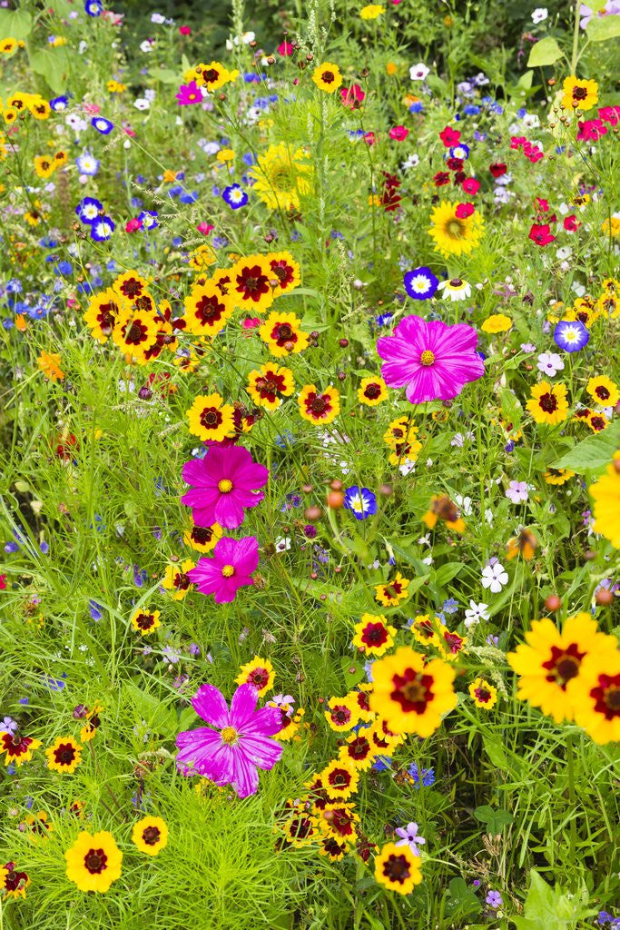 Detail of Wildflowers by Anonymous