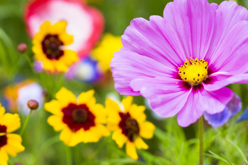 Detail of Wildflowers by Anonymous