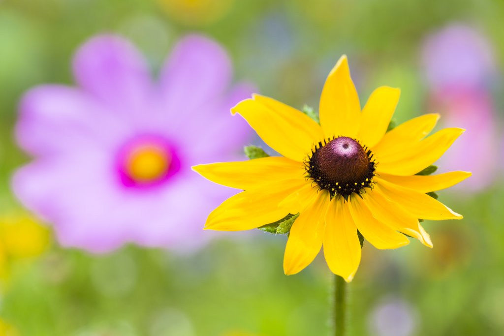 Detail of Wildflowers by Anonymous