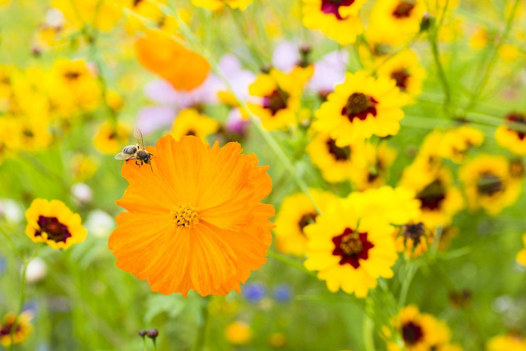 Detail of Wildflowers by Anonymous