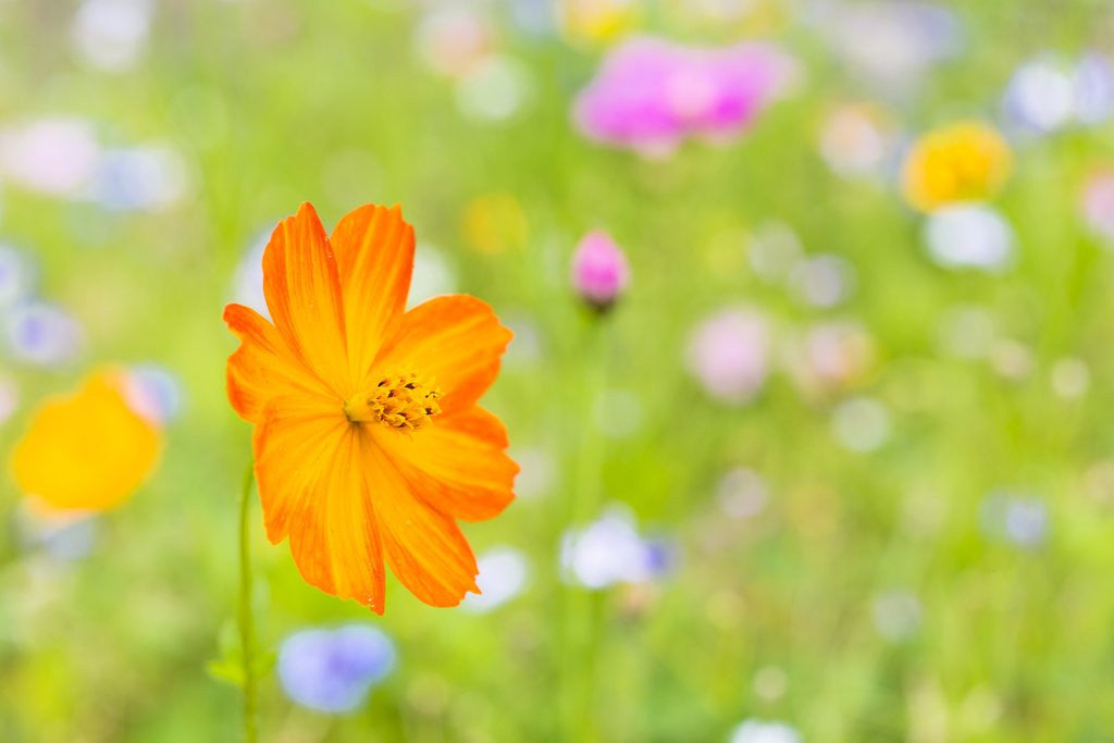 Detail of Wildflowers by Anonymous