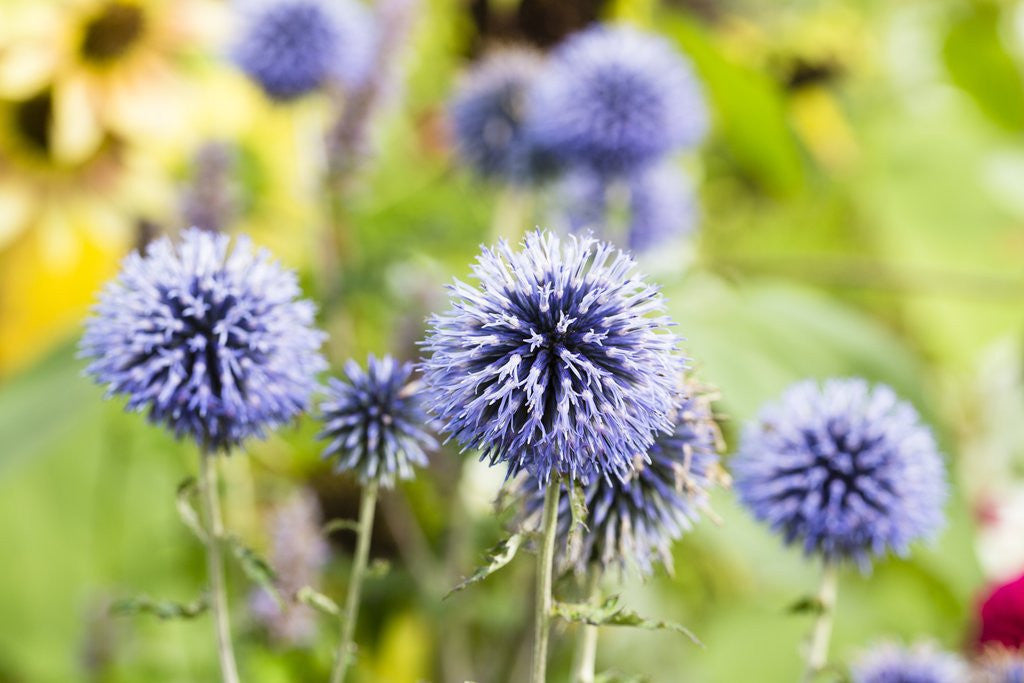 Detail of Flowering garden by Anonymous