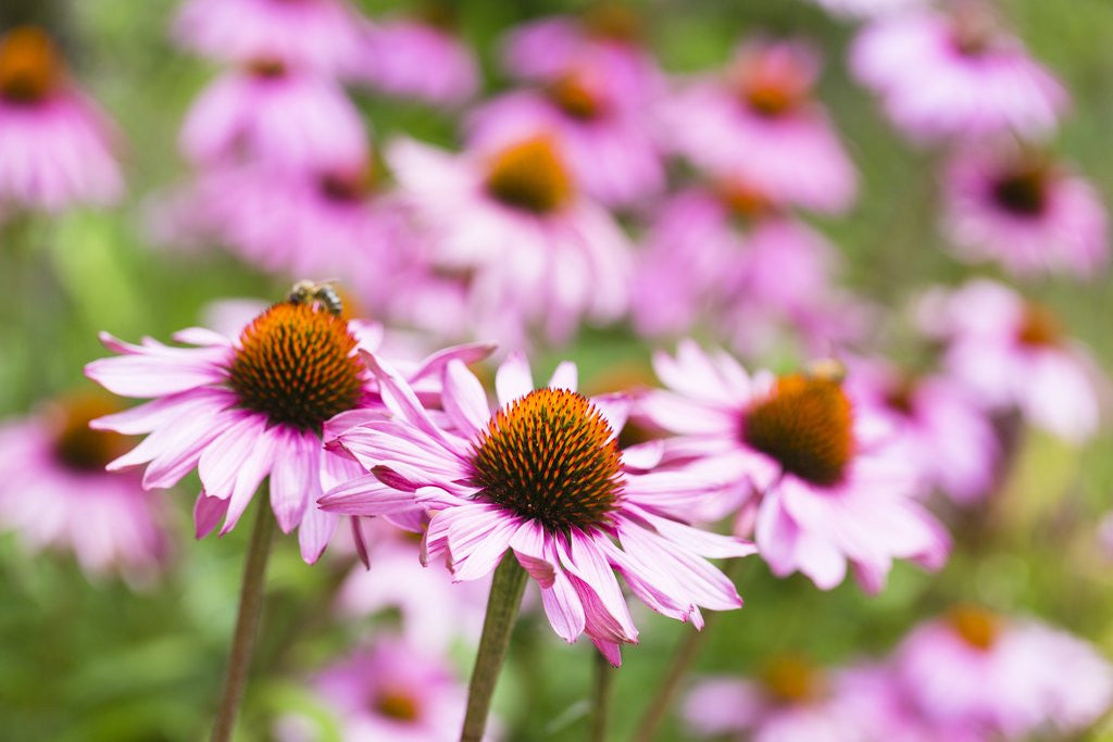 Detail of Flowering garden by Anonymous