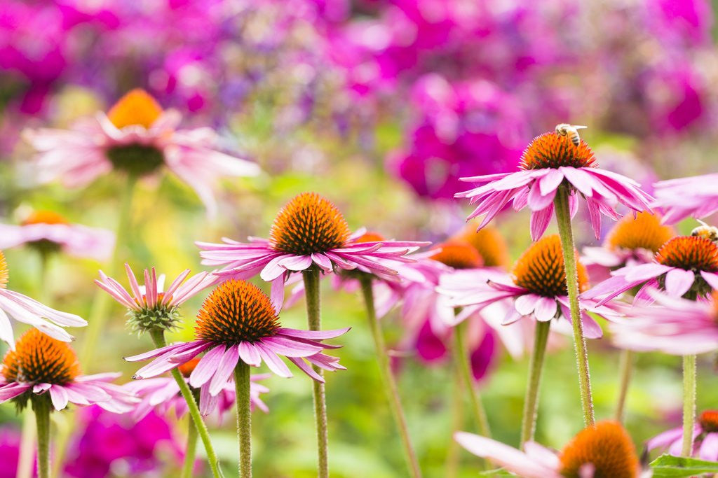 Detail of Flowering garden by Anonymous