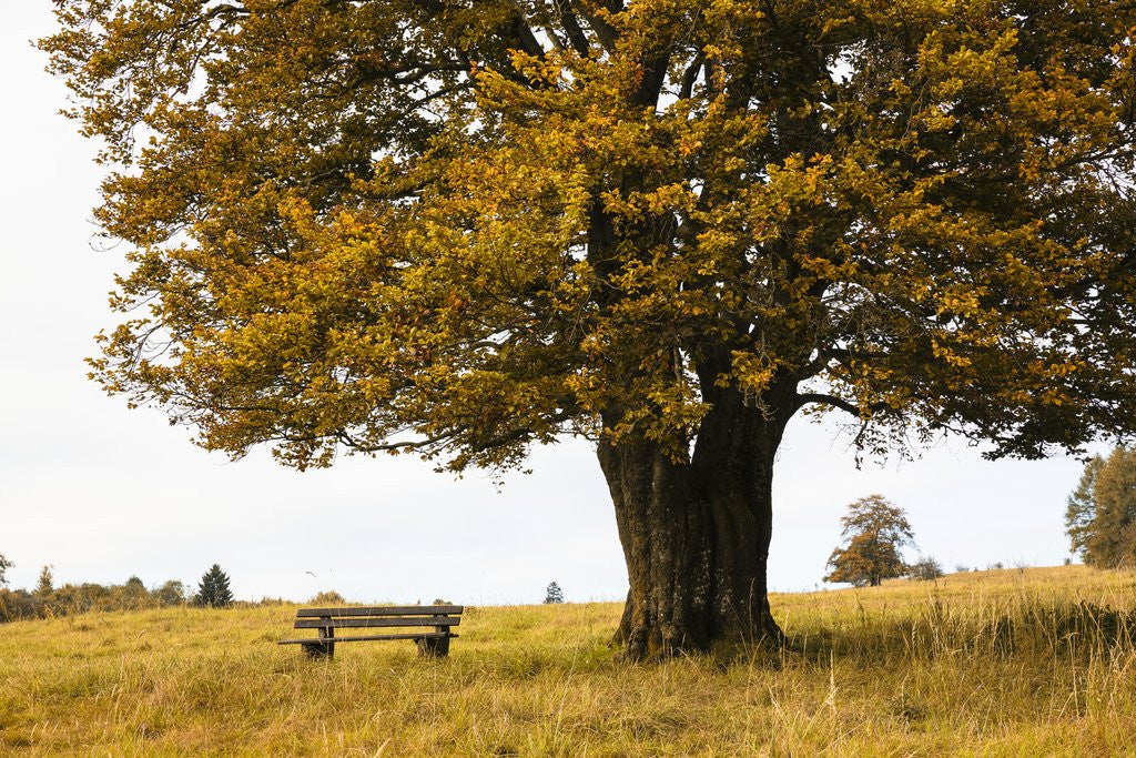 Detail of Beech tree in atumn by Anonymous